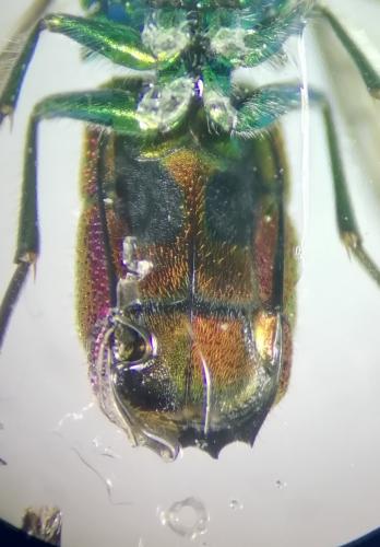 Chrysis sp.